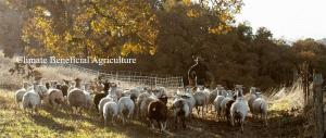 Sheep demonstrating wool source.